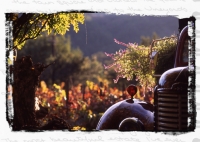 COMPARE-CONTRAST - Sonoma, California