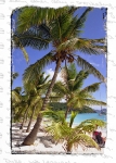 TREES - Jost Van Dyke, BVI