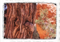 TREES - Bryce Canyon, Utah
